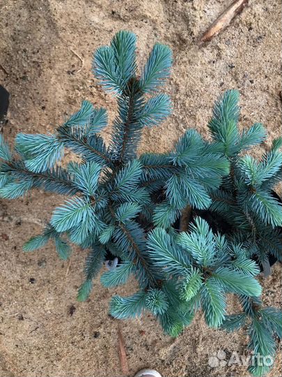 Голубая ель Костер