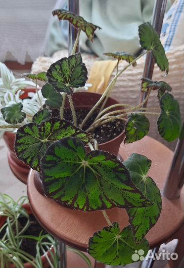 Бегония тигровая