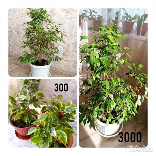 Комнатные цветы для дома и офиса