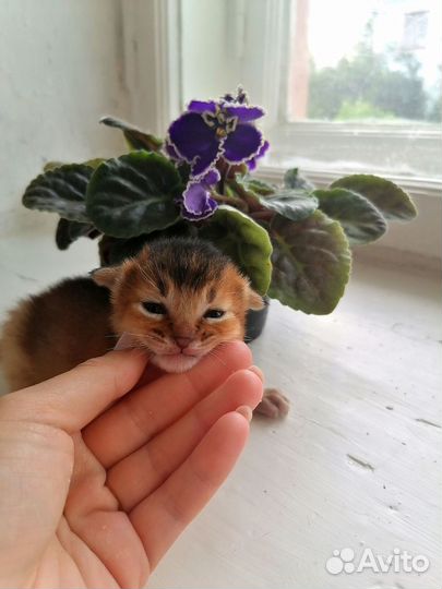 Абиссинские котята