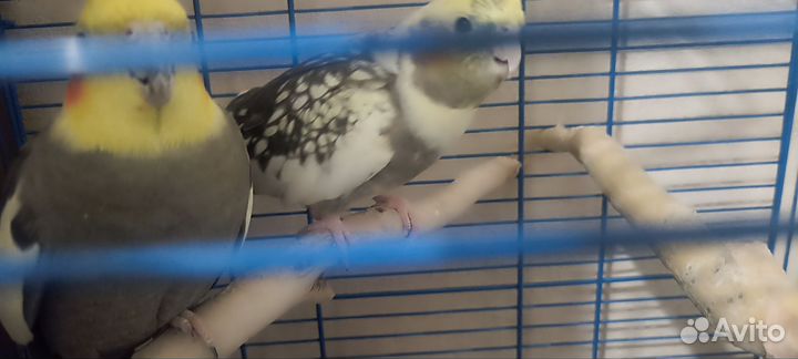 Попугай корелла девочка и мальчик