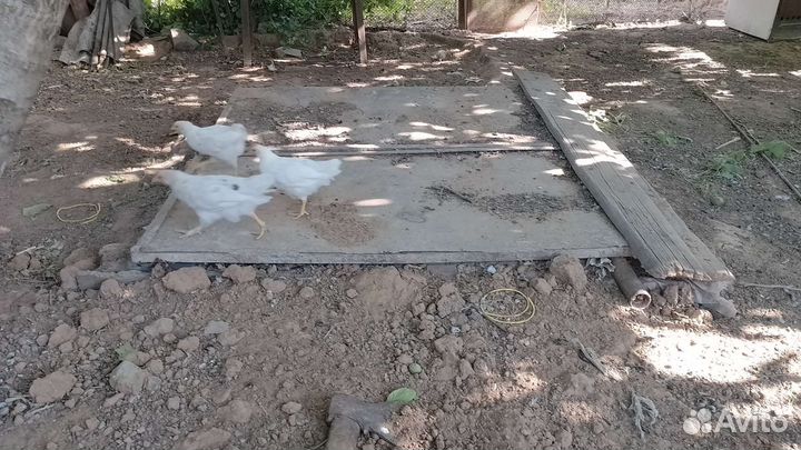 Утки мулард и ст5