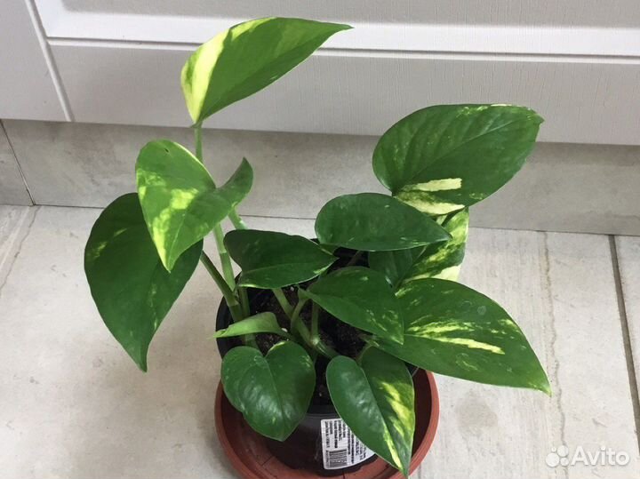 Сциндапсус эпипремнум Золотистый