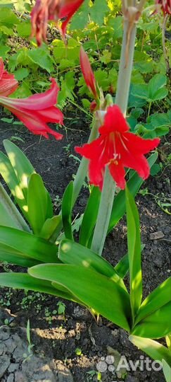 Гиппиаструм