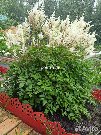 Астильба белая