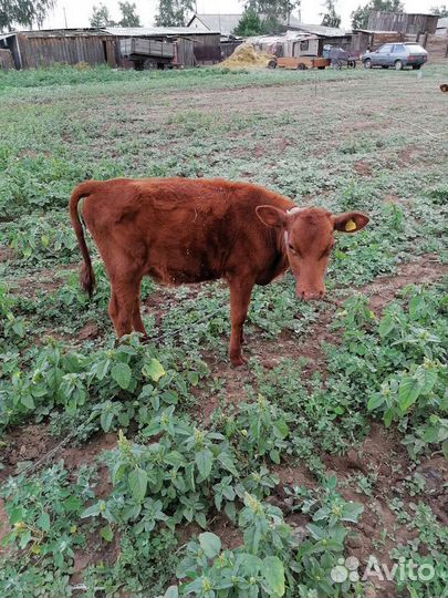 Корова дойная