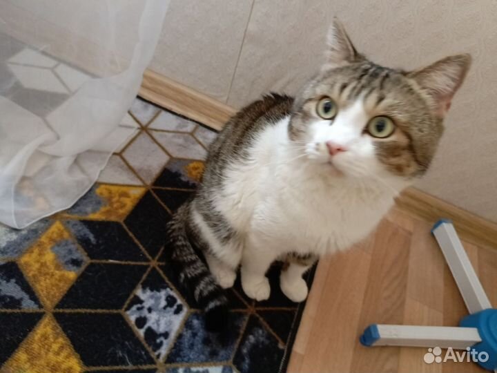 Отдам кота