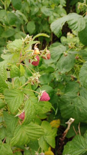 Участок 12 сот. (СНТ, ДНП)