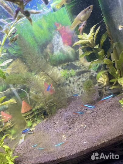 Аквариум с рыбками