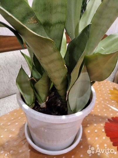 Сансевиерия Муншайн