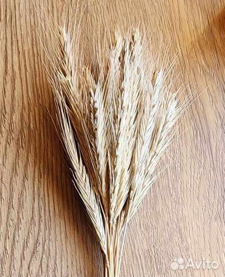 Сухоцветы букет рожь колосья