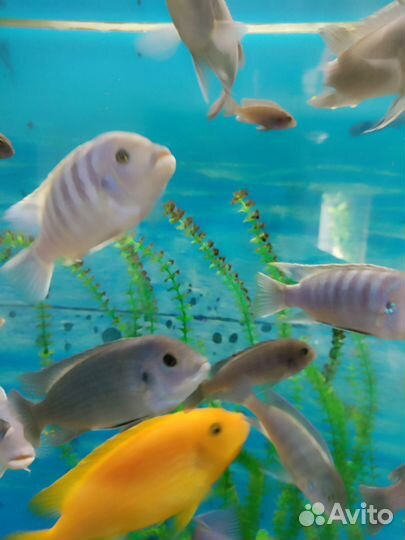 Рыбки цихлиды голубая зебра