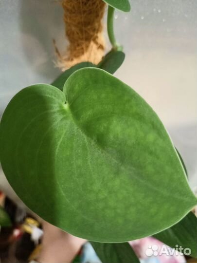 Сциндапсус жаде сатин редкий коллекционный сорт