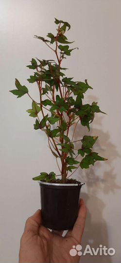 Каудексные мини бегонии, Читайте текст объявления