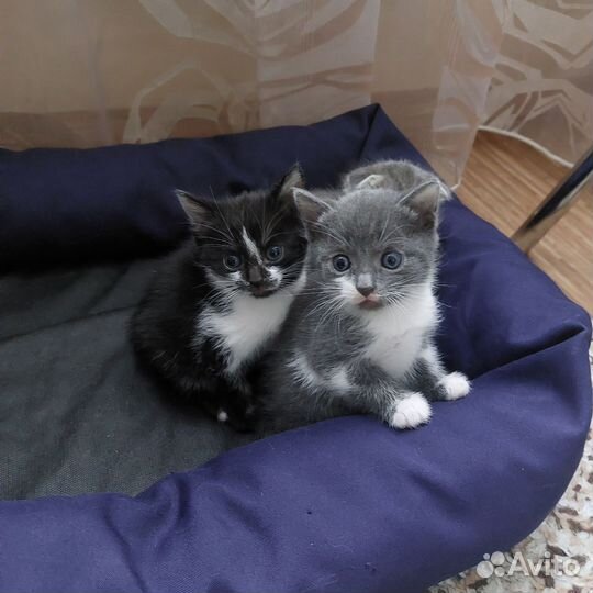 Шотландская