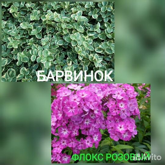 Многолетние цветы для сада