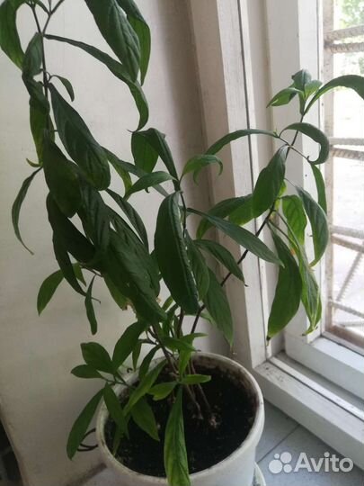 Пахистахис