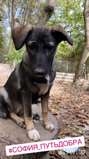 Собака щенок в добрые руки отдам бесплатно