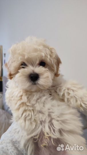 Щенки мальтипу f1