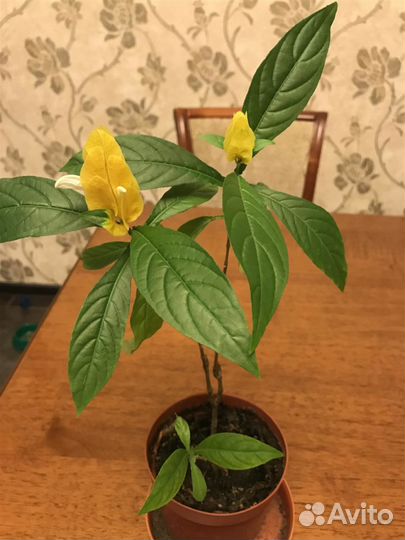 Пахистахис,Фикус,Герань,Суккулент,аспидистра,молоч