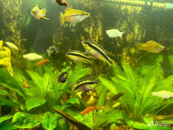 Пельвикахромисы, пецилии, меченосцы