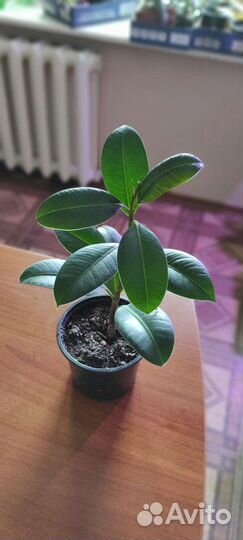 Фикус 
