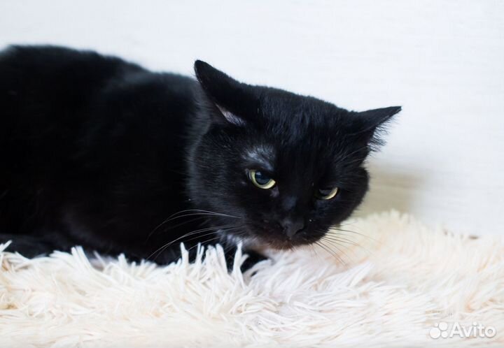 Кот Фил в добрые руки