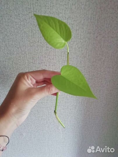 Сциндапсус неон