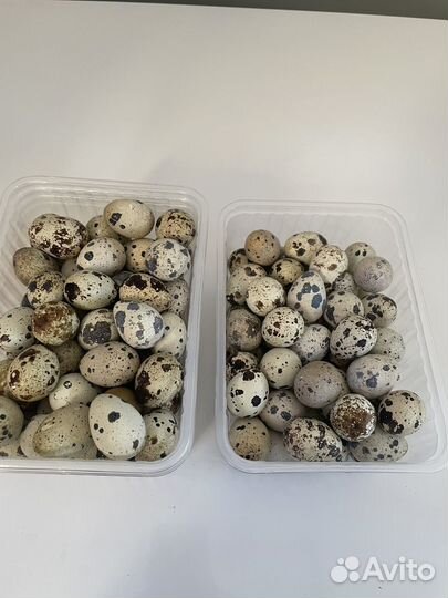 Яйца перепелиные и куриные домашние