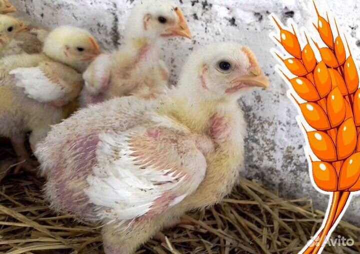 Цыплята бройлеры кобб 500