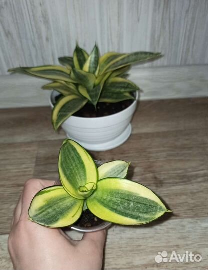 Сансевиерия Ханни Голд