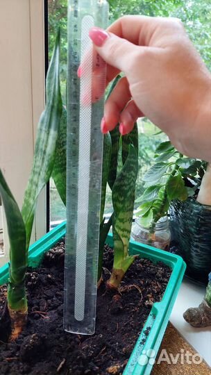 Сансевиерия