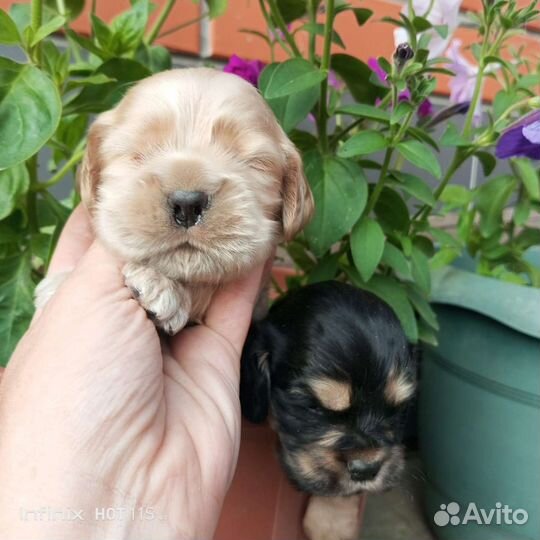 Американский кокер спаниель щенки