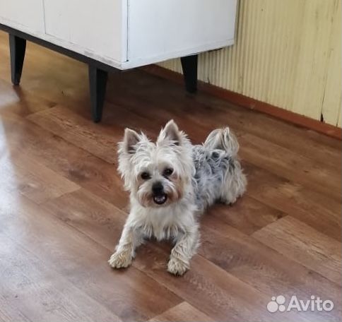 Йокширский терьер щенки