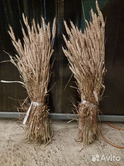 Пшеница пучками
