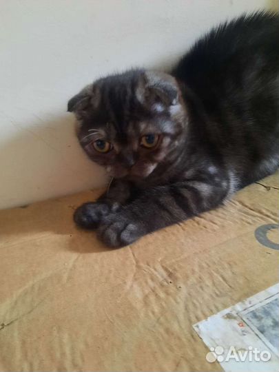 Шотландская скоттиш фолд. Девочка