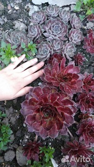 Молодило, суккуленты садовые