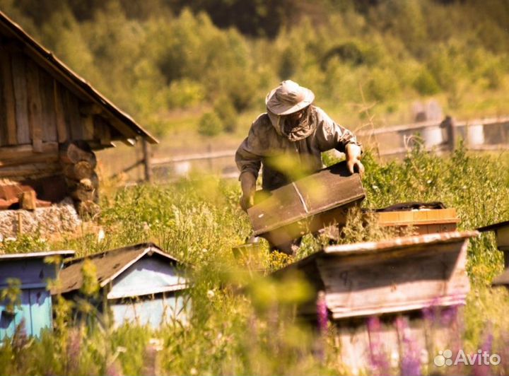 2024 Мед натуральный из Алтая опт