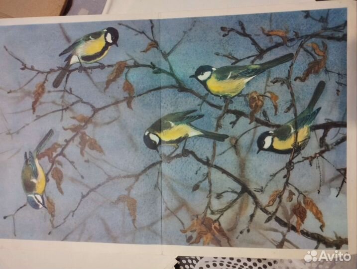 Картины птицы-учебно-наглядное пособие для детей