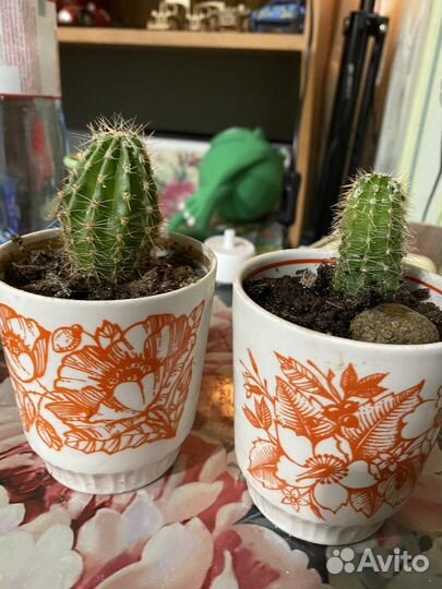 Кактус продажа или обмен