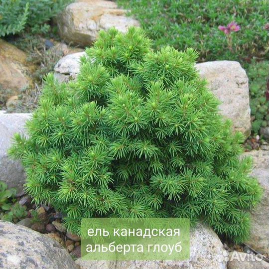 Туя Даника Ауреа, Голден Глобе, Ель Альберта Глоуб