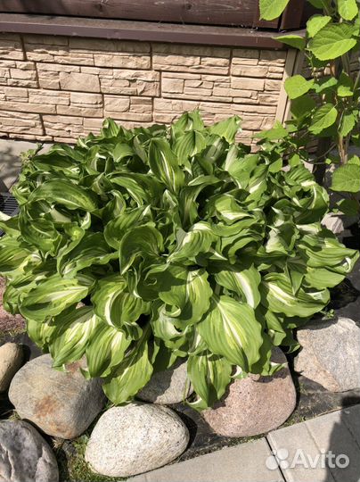 Хоста. Большие кусты