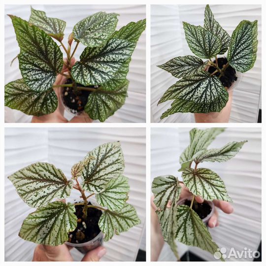 Бегонии сортовые