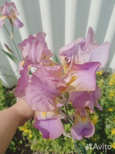 Ирисы в ассортименте