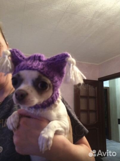 Шапочки для собачек и кошек