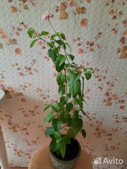 Лантана желто-сиреневая. Взрослый куст