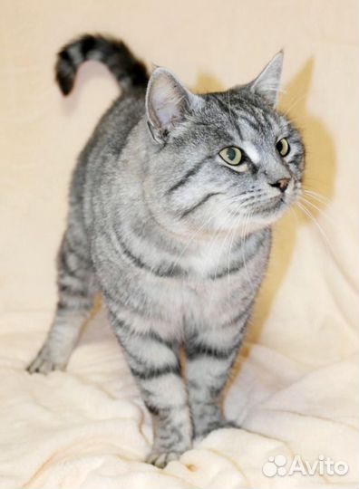 Кот бесплатно