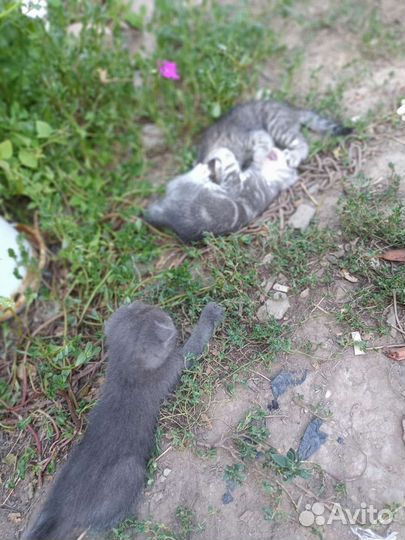 Кошка в дар