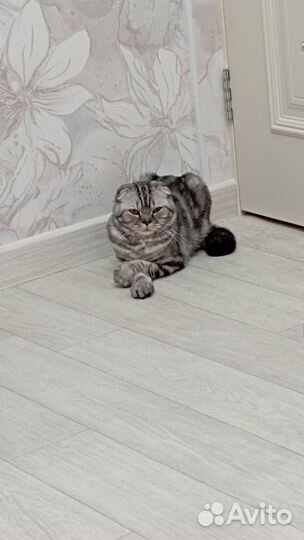 Кот Филипп отдам в добрые руки