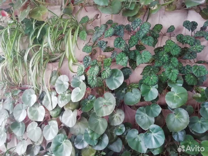 Бемерия, фикусы, финиковая пальма и др